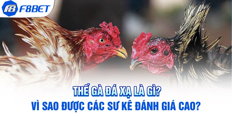 Thế Gà Đá Xạ Là Gì? Vì Sao Được Các Sư Kê Đánh Giá Cao?