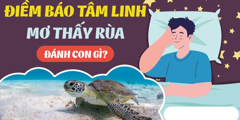 Mơ Thấy Rùa Đánh Số Mấy