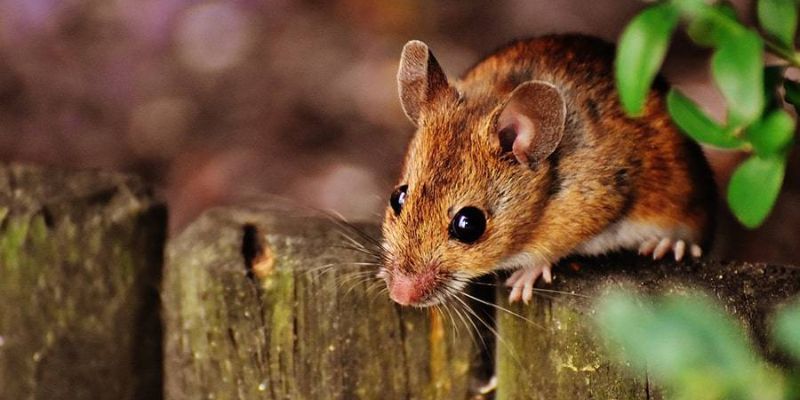 Ngủ mộng thấy chuột cắn và con số đi kèm